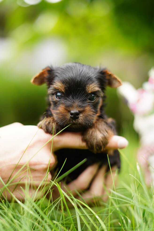 Yorkshire Terrier